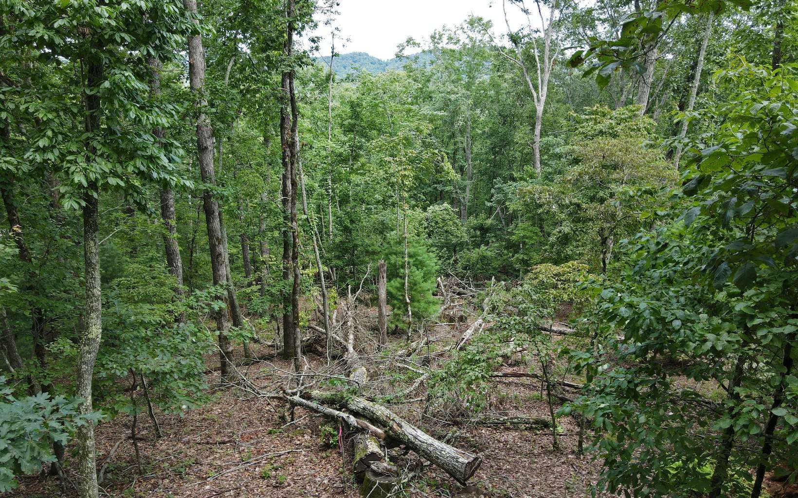 Morganton, GA 30560,LOT 1 Birchwood Trails