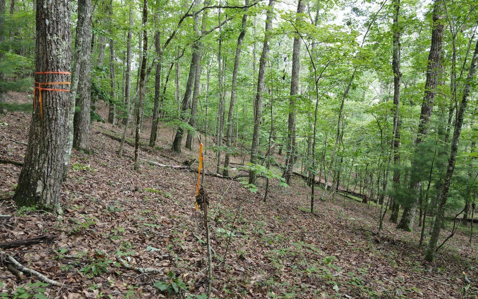 Morganton, GA 30560,LOT 1 Birchwood Trails