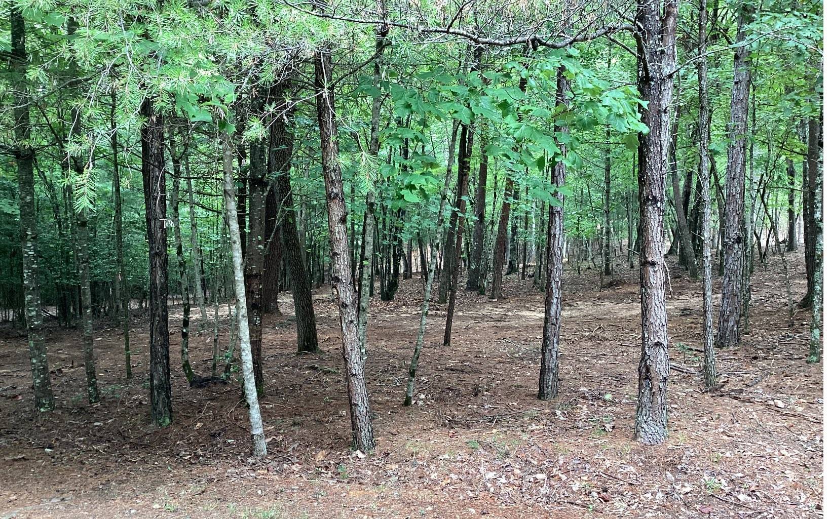 Blairsville, GA 30512,Baisto Lane Lot 24