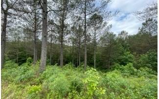 Ellijay, GA 30536,LOT 2 Eastside Drive