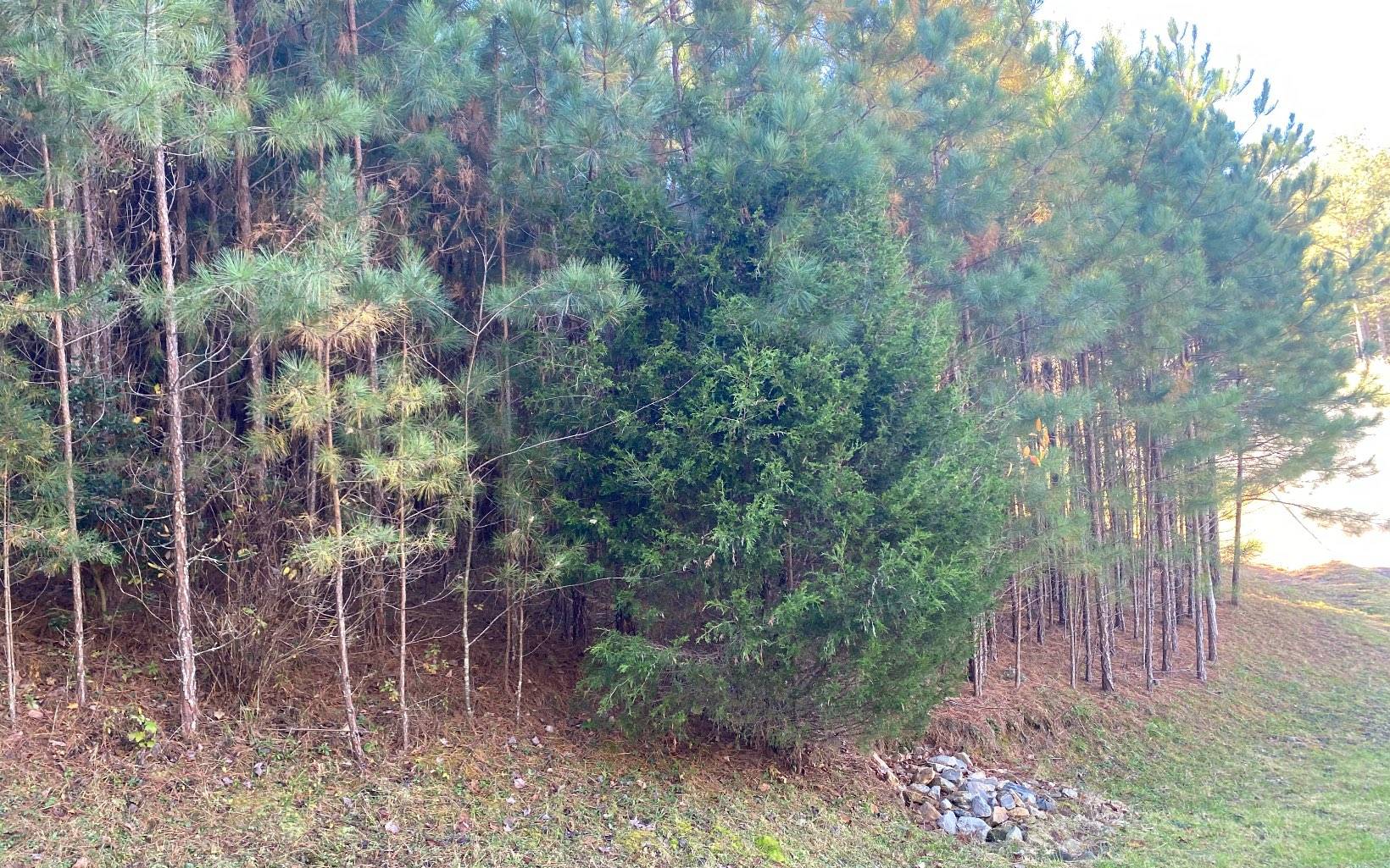 Blairsville, GA 30512,LOT 3 Pinehurst Road