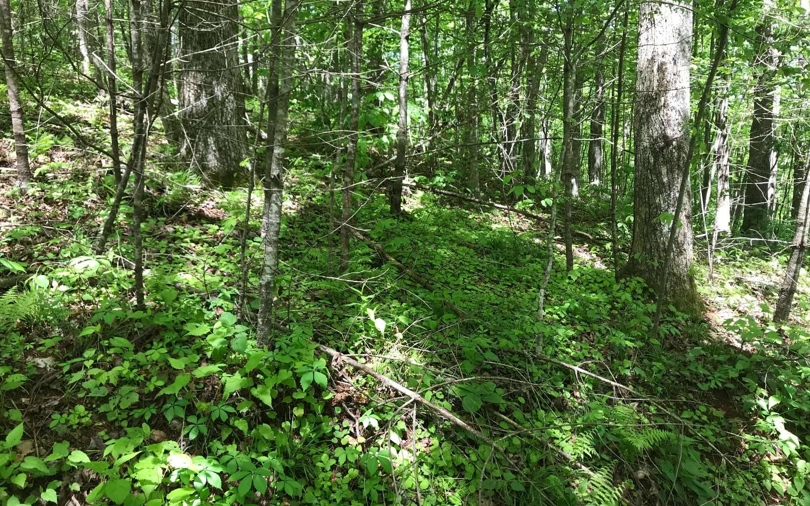 Suches, GA 30572,LOT14 Northside Mountain Road