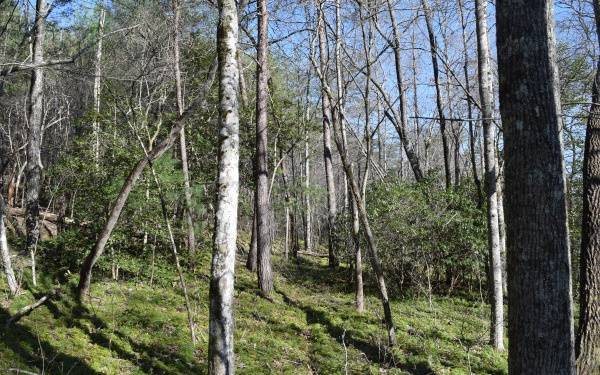 Morganton, GA 30560,LT 36 Ridge Brook Trail