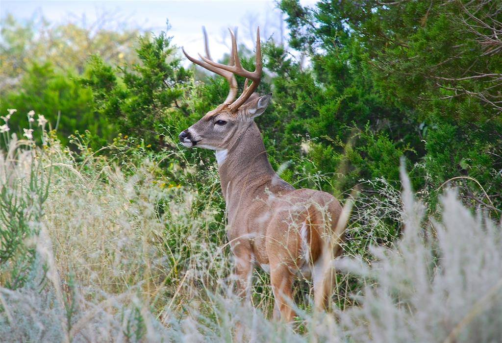 Possum Kingdom Lake, TX 76449,Lot 67 Wild Turkey