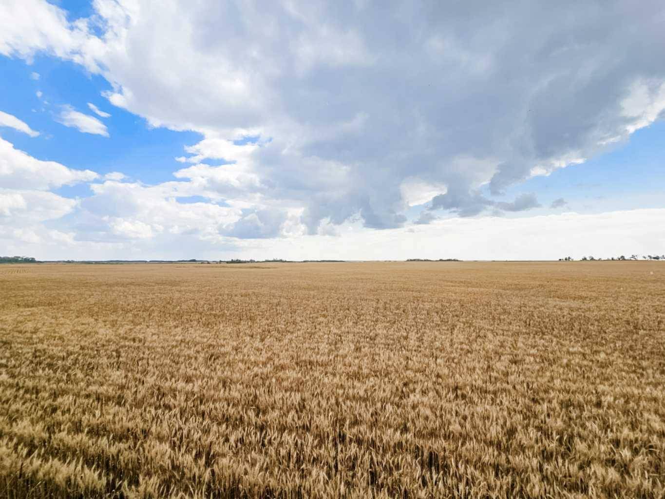 Rural Stettler No. 6 County Of, AB T0C 2L0,174 Range Road