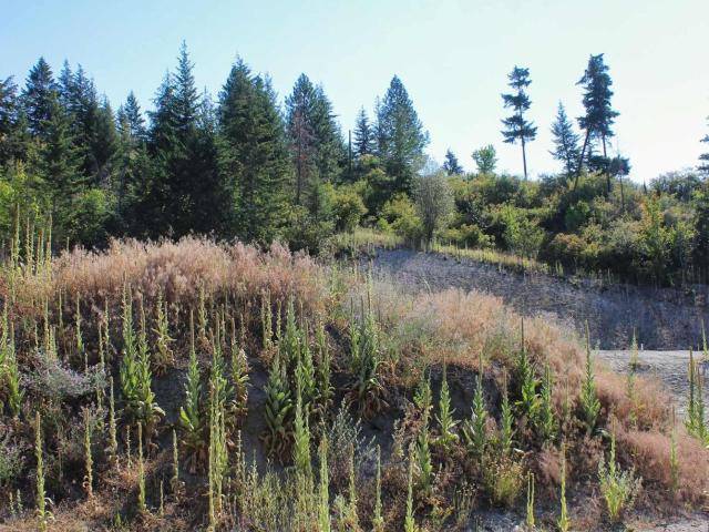 South Shuswap, BC V0E 2X1,12 3648 BRAELYN ROAD