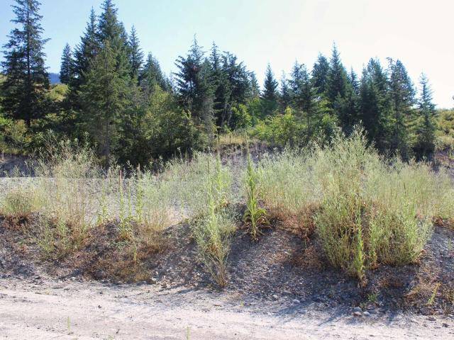 South Shuswap, BC V0E 2X1,13 3648 BRAELYN ROAD