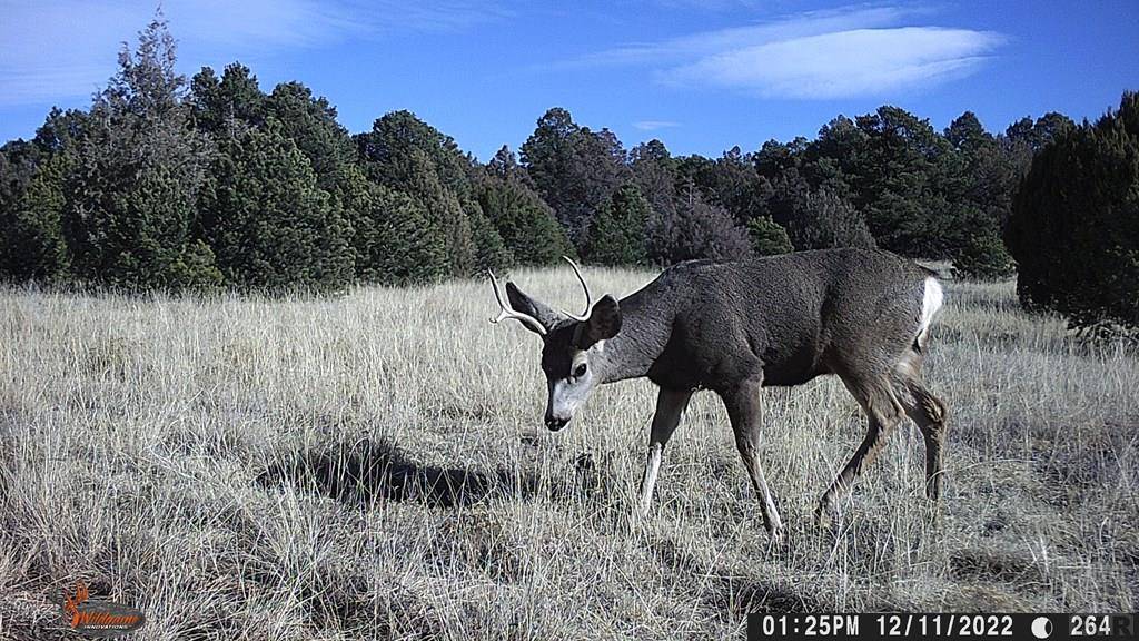 Trinidad, CO 81082,0 Co. Rd. 55.4