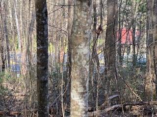 Blairsville, GA 30512,Lot 2 Hwy 129/19 S