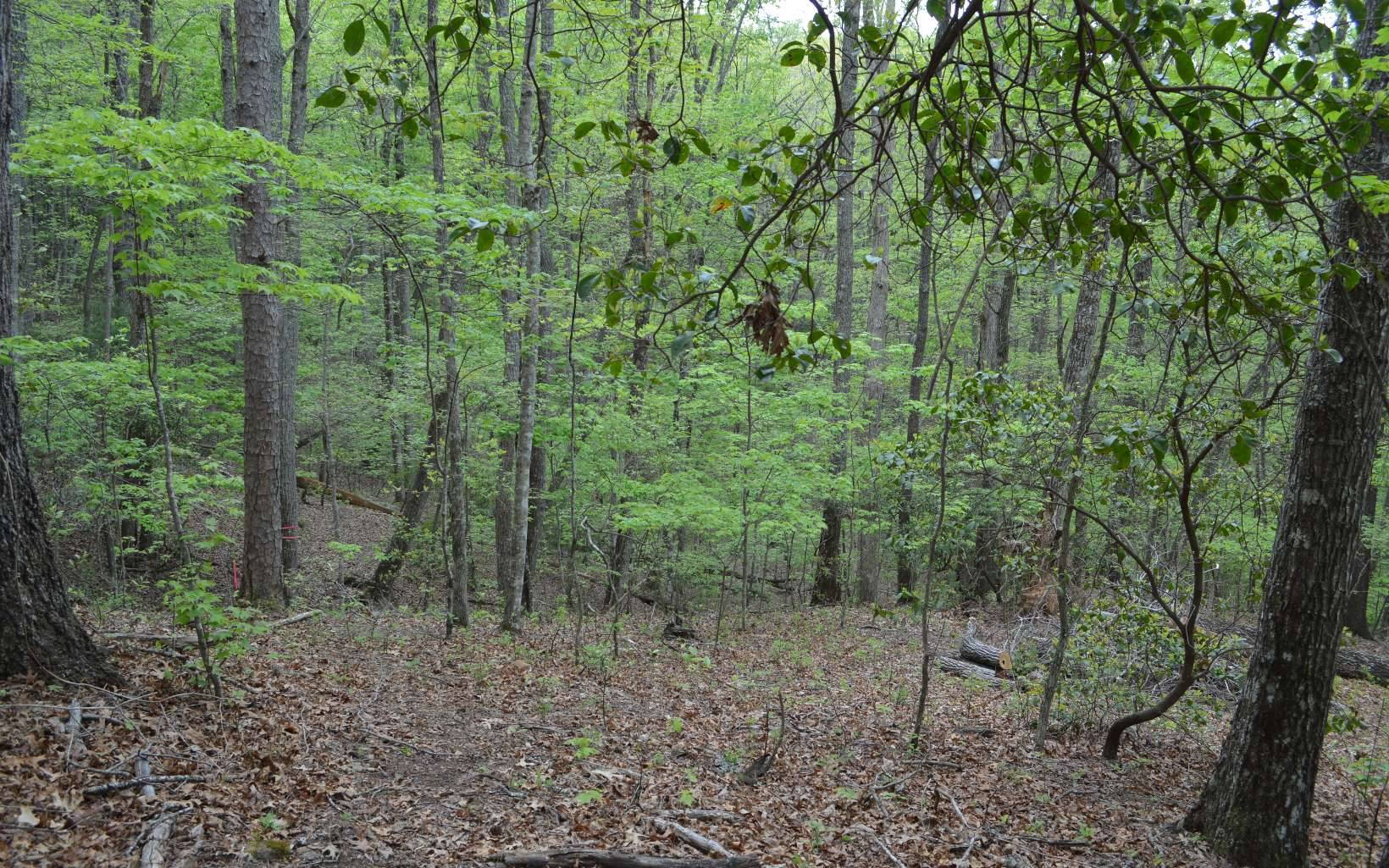 Brasstown, NC 28902,LOT 11 North Ridge Trail