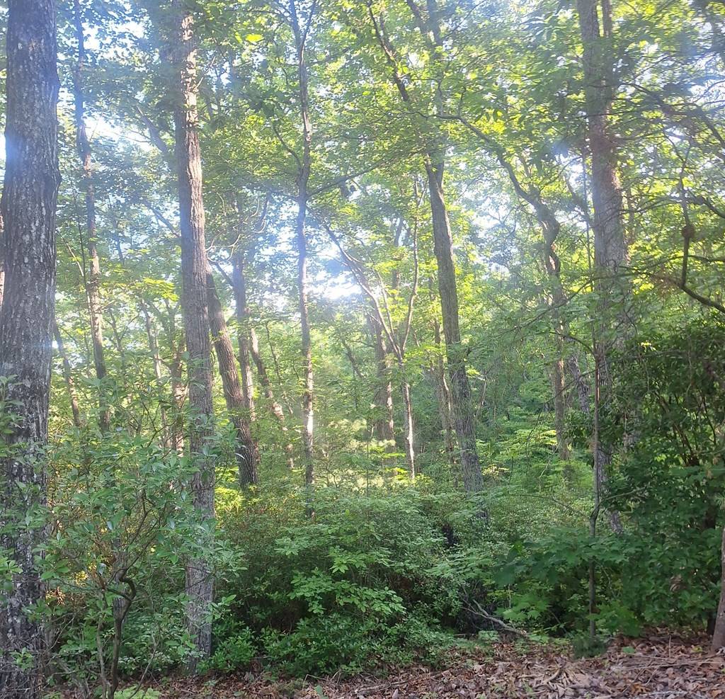 Blairsville, GA 30512,Lot 9 Cook Mountain