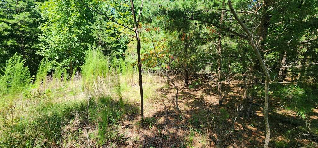 Murphy, NC 28906,Lot 12 Yellow Maple Lane