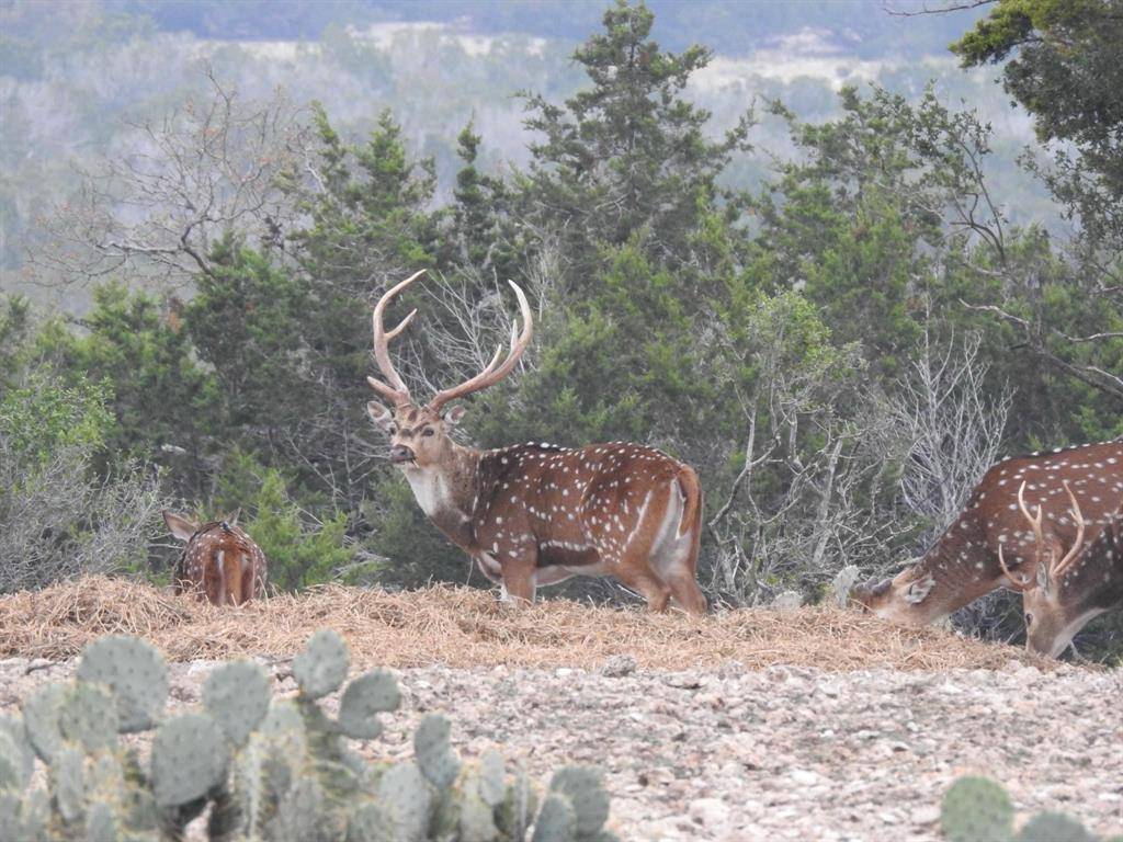 Rocksprings, TX 78880,Lot 13 & 23 Oak Valley Ranch