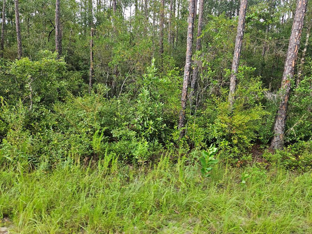 Wewahitchka, FL 32465,TBD Mace Martin Rd