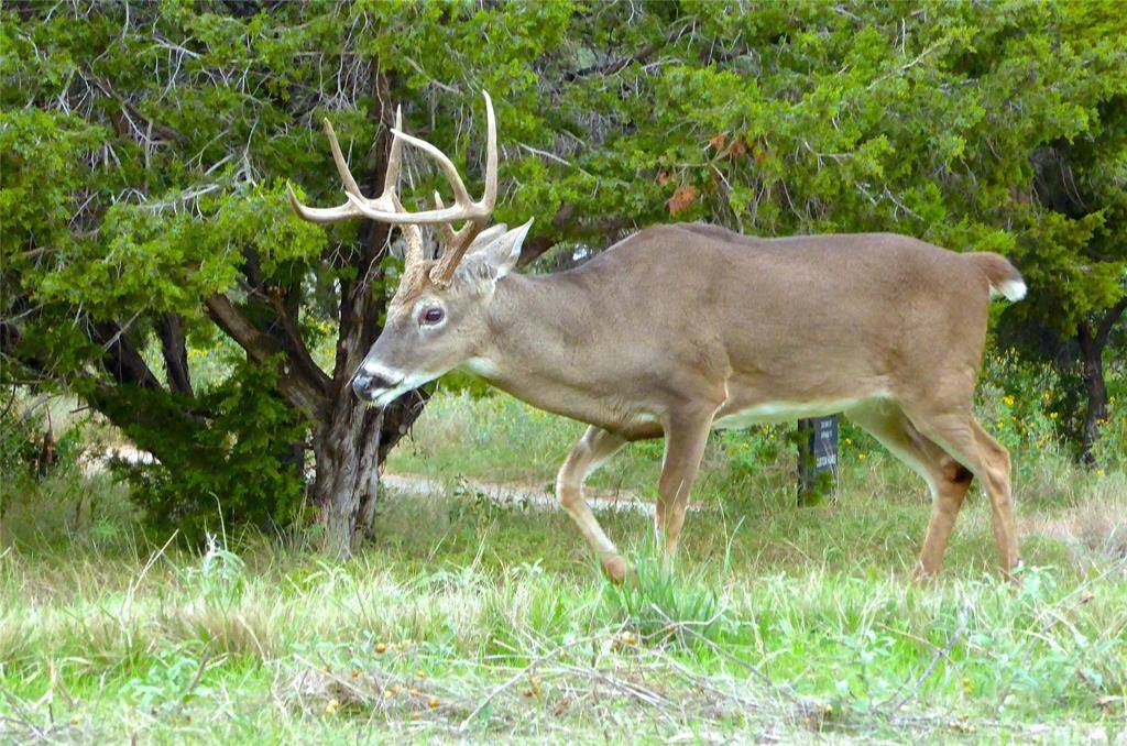 Possum Kingdom Lake, TX 76449,Lot 297 Shooting Star