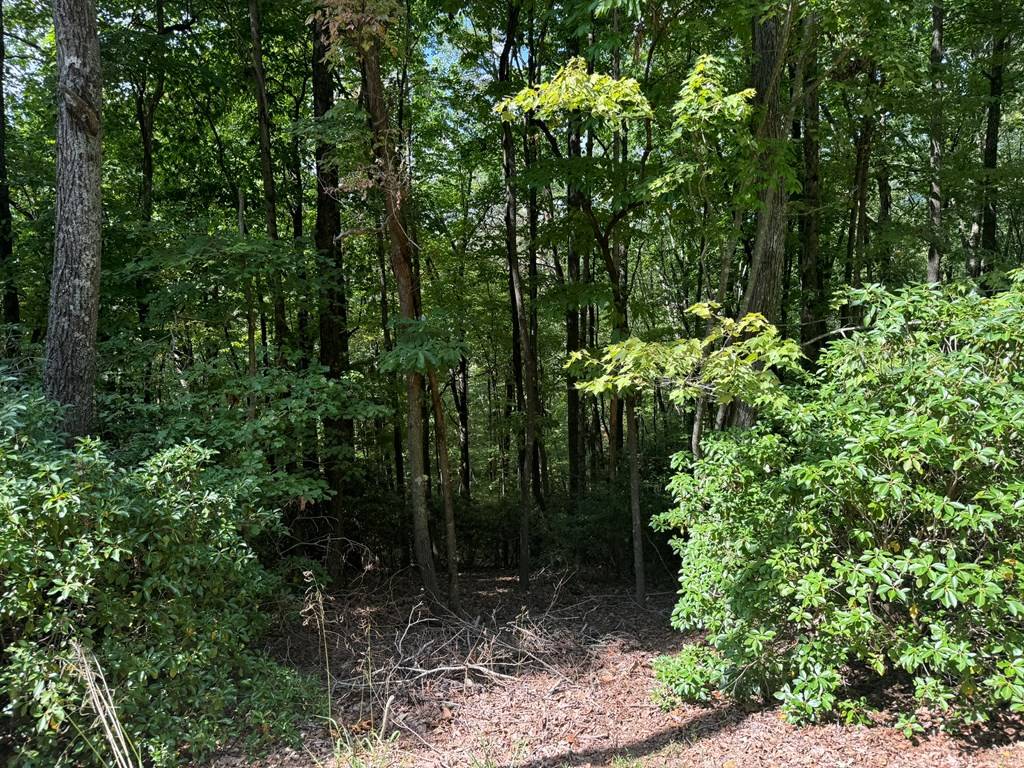 Ellijay, GA 30536,Lot M41 Sleepy Hollow Road