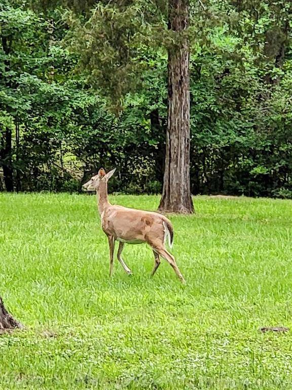 Streetman, TX 75859,TBD Shenandoah Drive