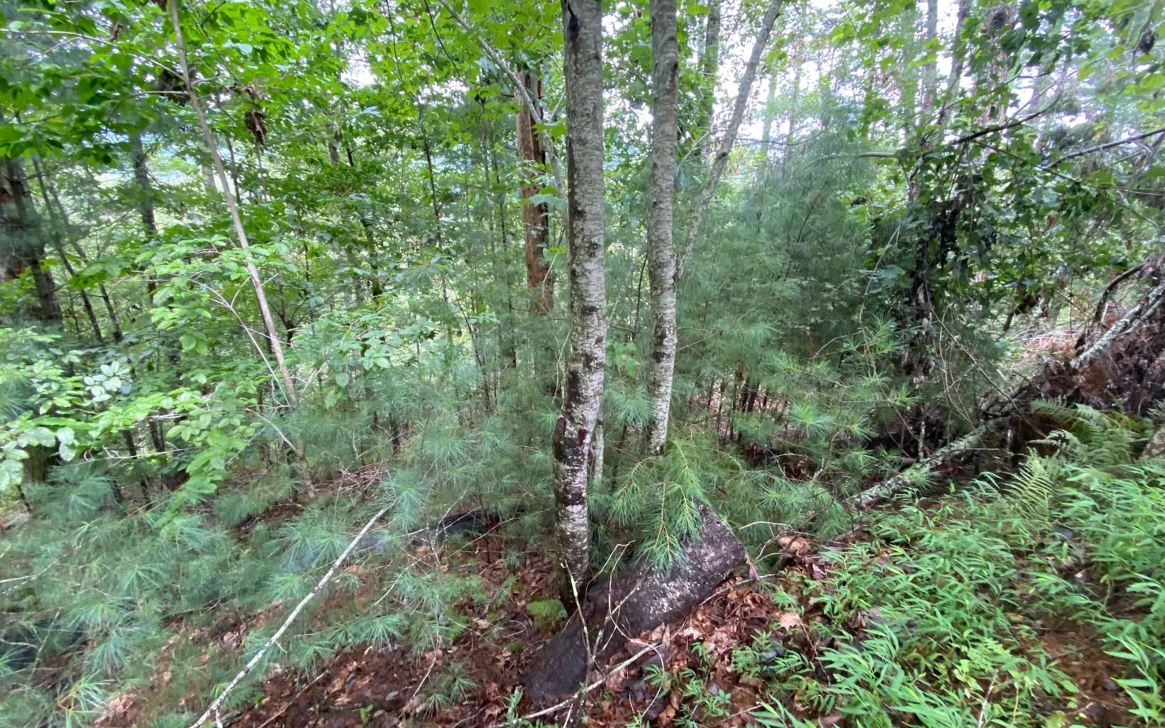 Suches, GA 30572,Lot 55 Laurel Trail