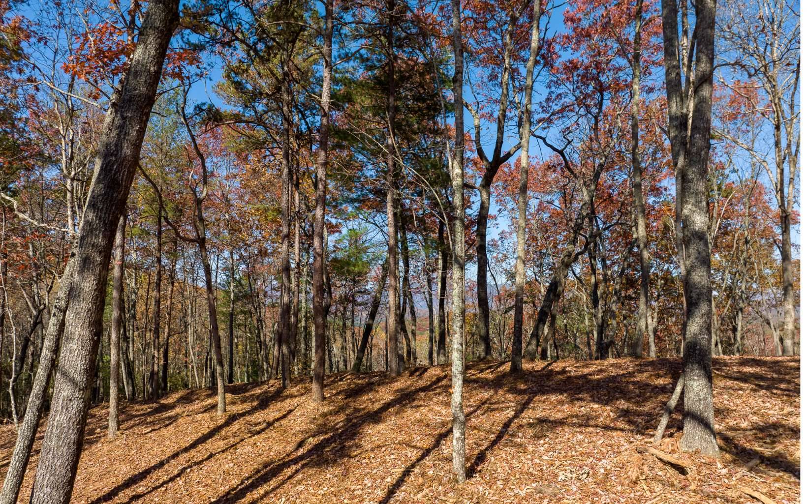 Ellijay, GA 30536,L39 Preserve Trail