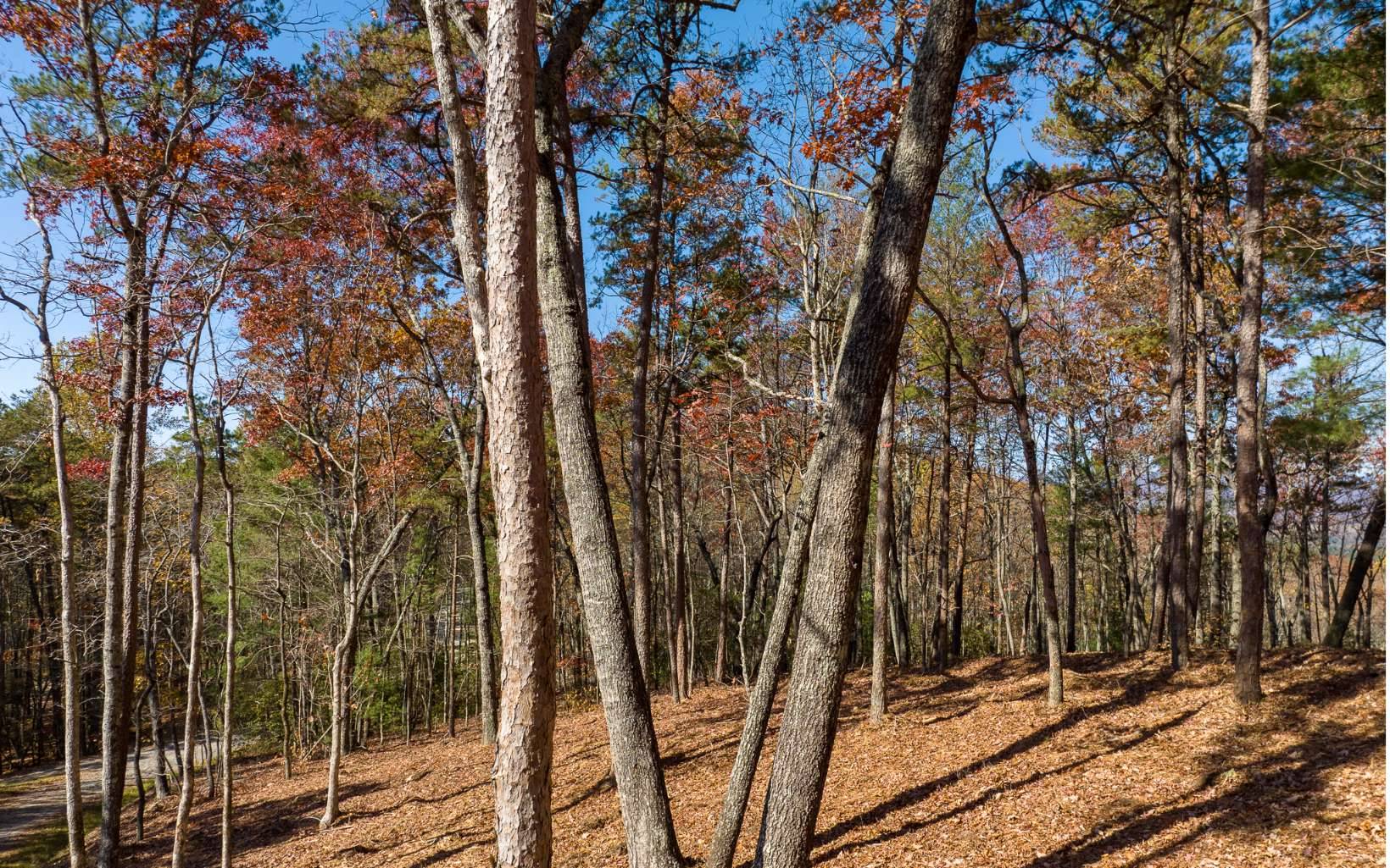 Ellijay, GA 30536,L39 Preserve Trail