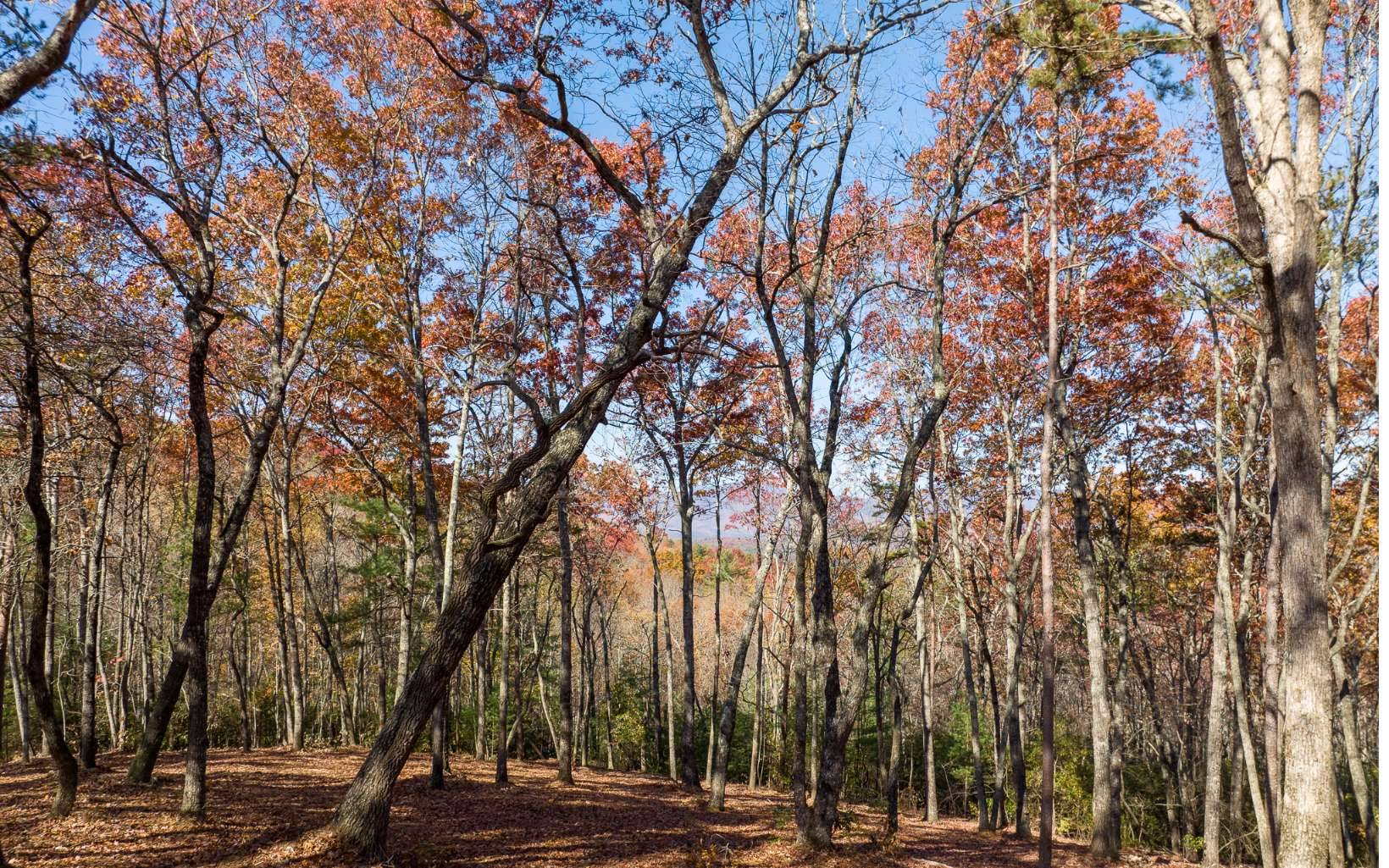 Ellijay, GA 30536,L39 Preserve Trail