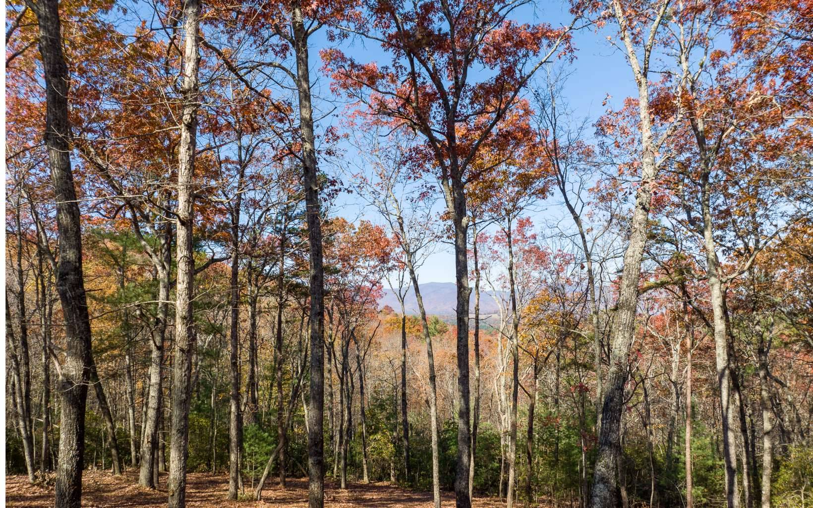 Ellijay, GA 30536,L39 Preserve Trail