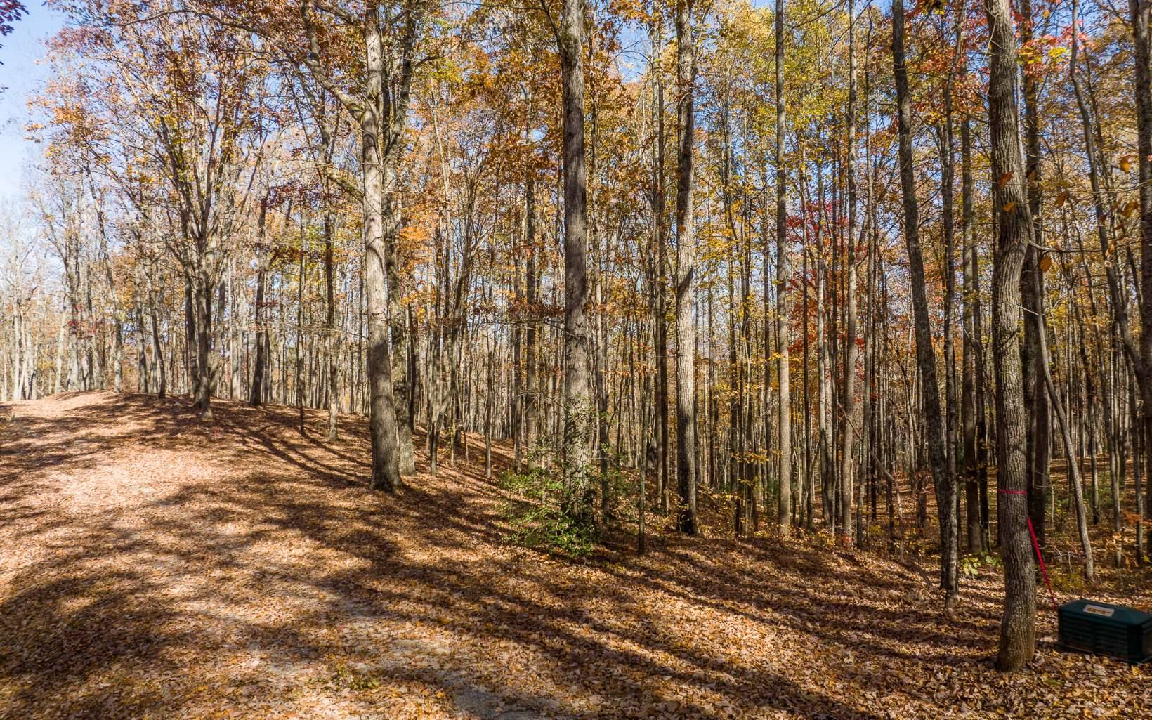 Ellijay, GA 30536,19R Settlement Trail