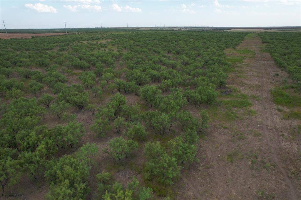 Lueders, TX 79533,75+/- Ac (N) FM 1597