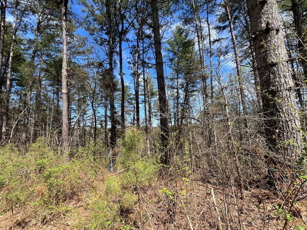 Ellijay, GA 30540,LOT 131 Jumper Drive