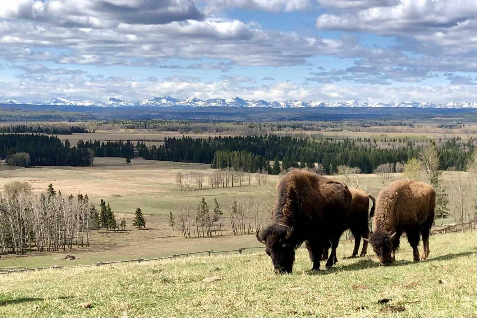 Rural Mountain View County, AB T0M 1X0,6029 Twp Road 332