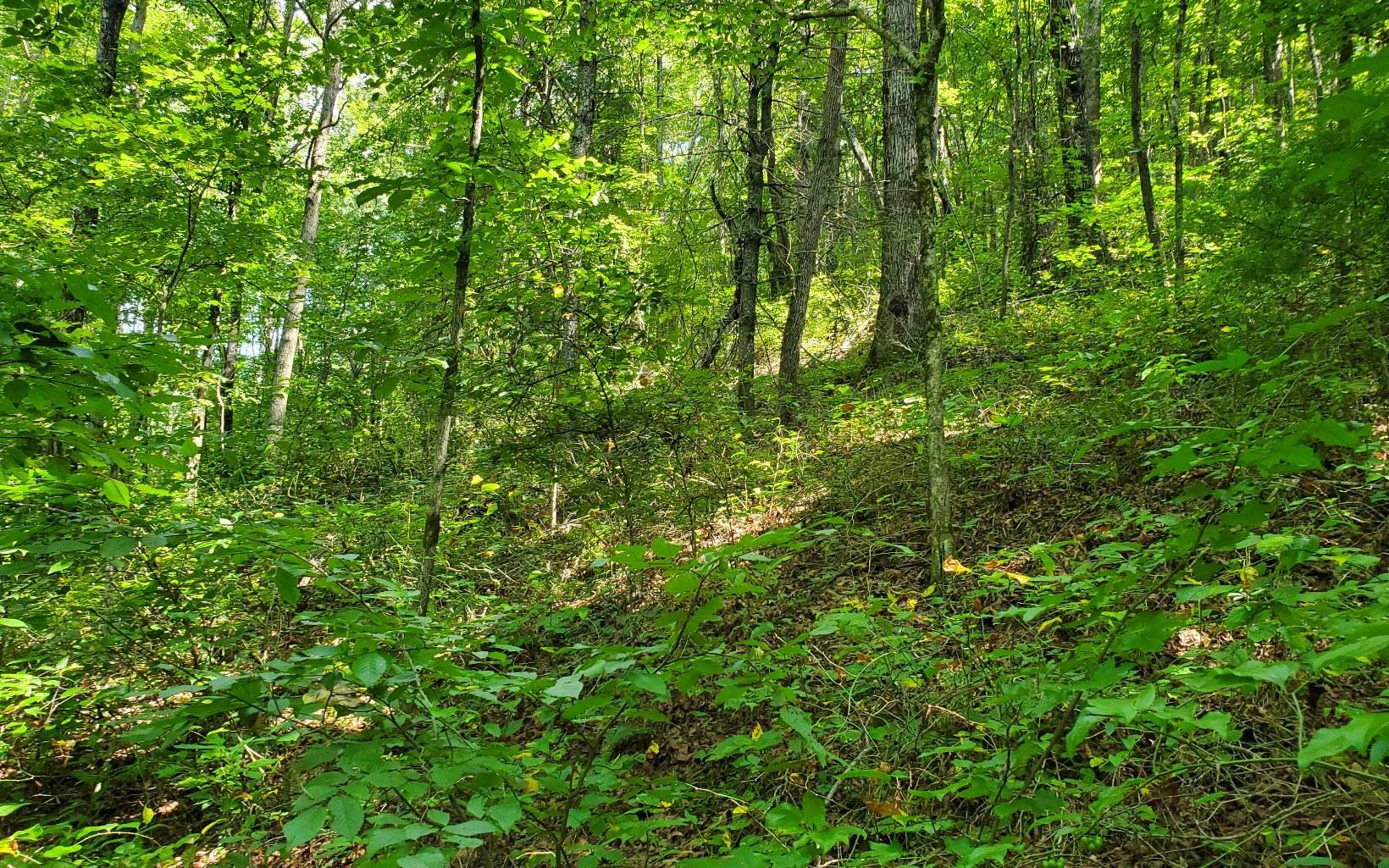 Cherry Log, GA 30522,0 Bushy Head Road