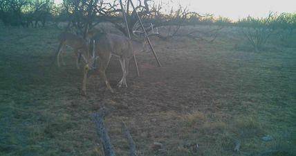 Baird, TX 79504,TBD County Road 277