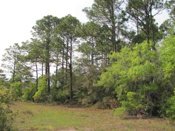 Panacea, FL 32346,Lot 7 Lucy Ln