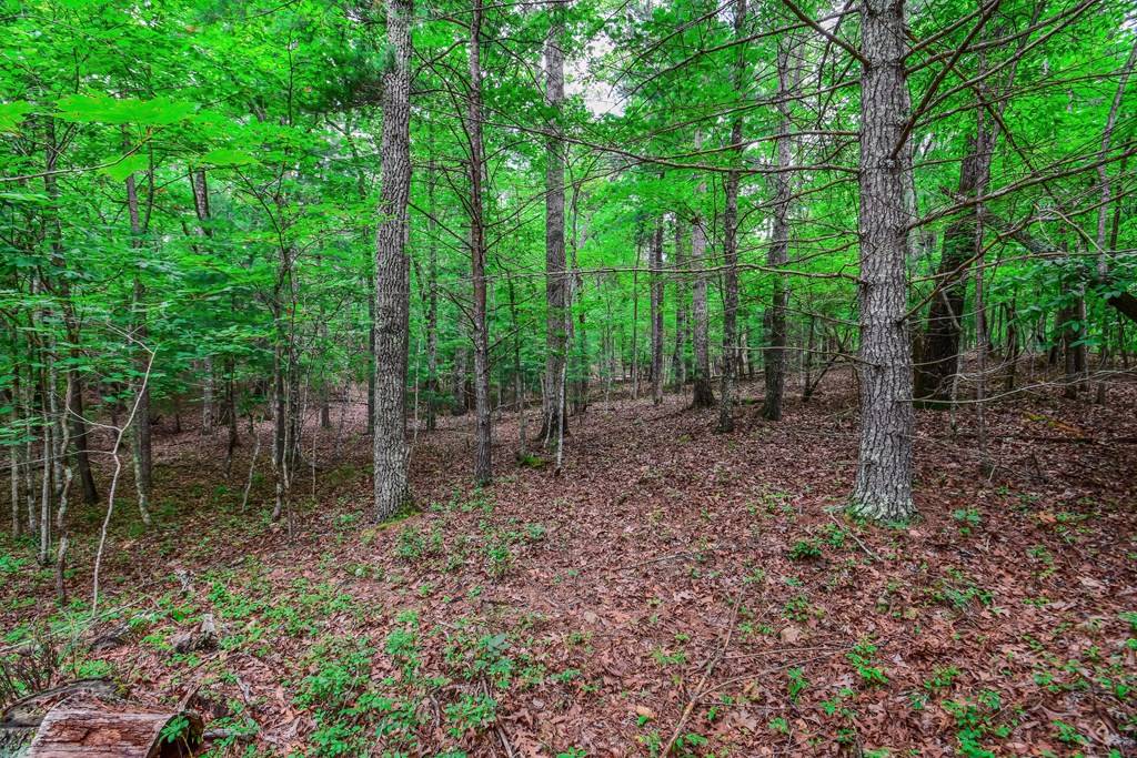 Morganton, GA 30560,11.98AC Maple Grove Road