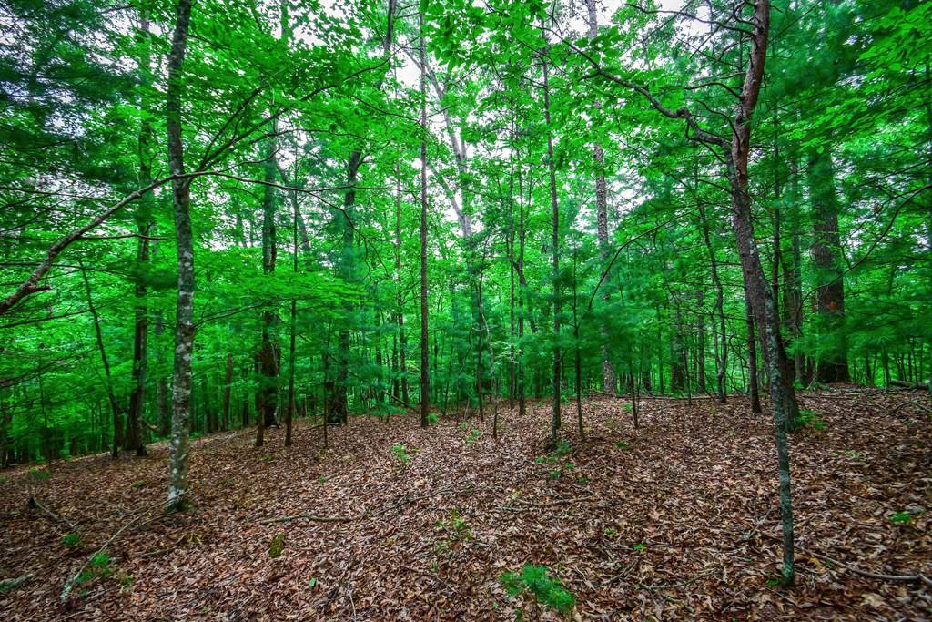 Morganton, GA 30560,11.98AC Maple Grove Road