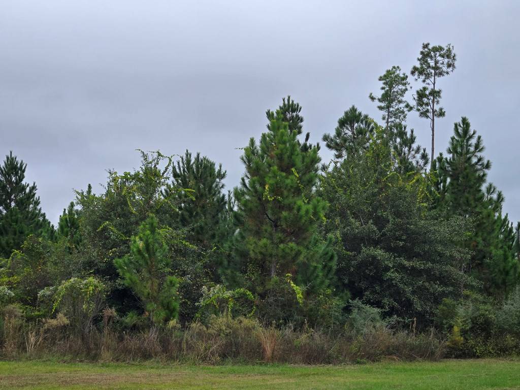 Wewahitchka, FL 32465,Lot 175 Wide Water Cir