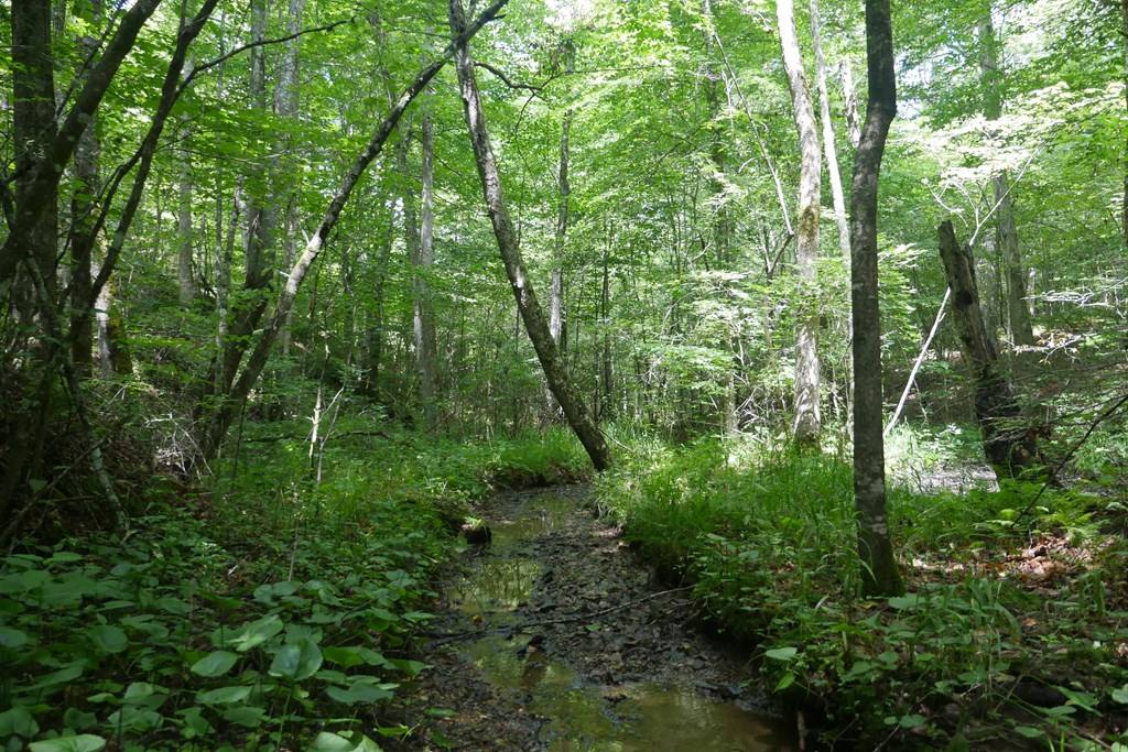 Pennington Gap, VA 24265,TBD State Route 606