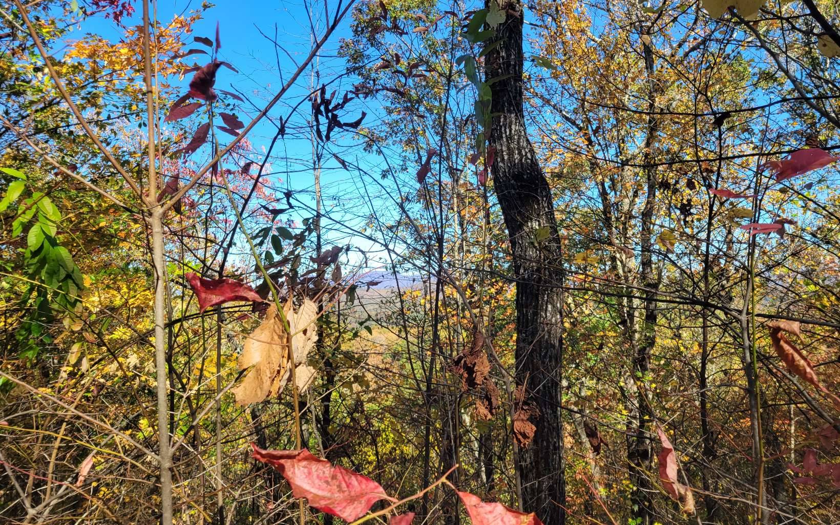 Ellijay, GA 30540,6 AC Old Burnt Mountain