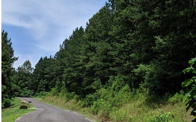 Ellijay, GA 30536,LOT 6 Black Bear Ridge Road