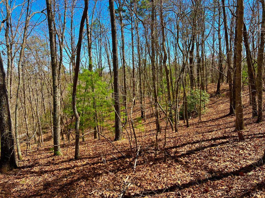 Morganton, GA 30560,12.64 AC Voylestown Road