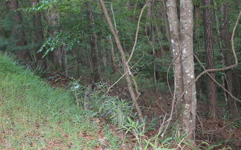 Ellijay, GA 30540,Lot 1111 Molly Circle