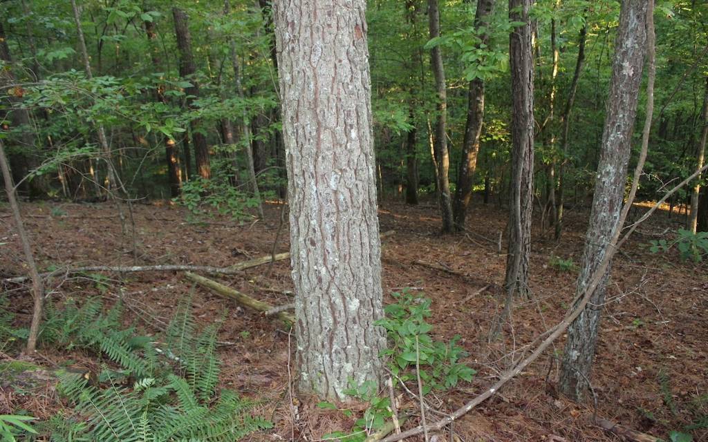 Ellijay, GA 30540,Lot 1111 Molly Circle