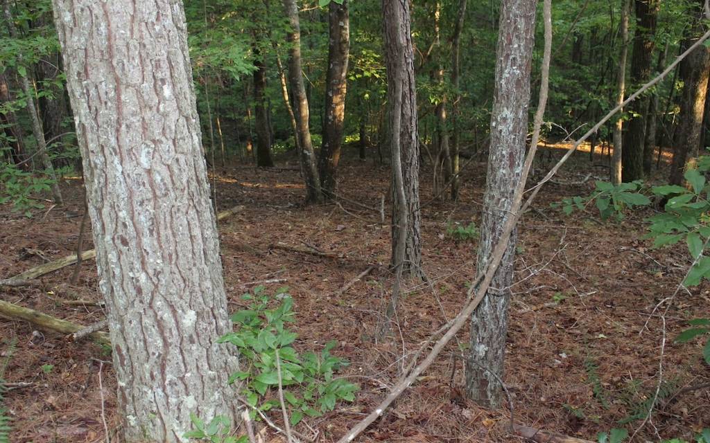 Ellijay, GA 30540,Lot 1111 Molly Circle