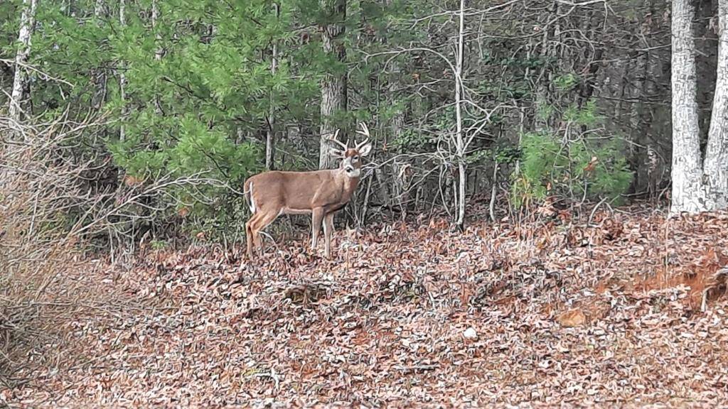 Blue Ridge, GA 30513,Lot B8 Bent Wood Lane