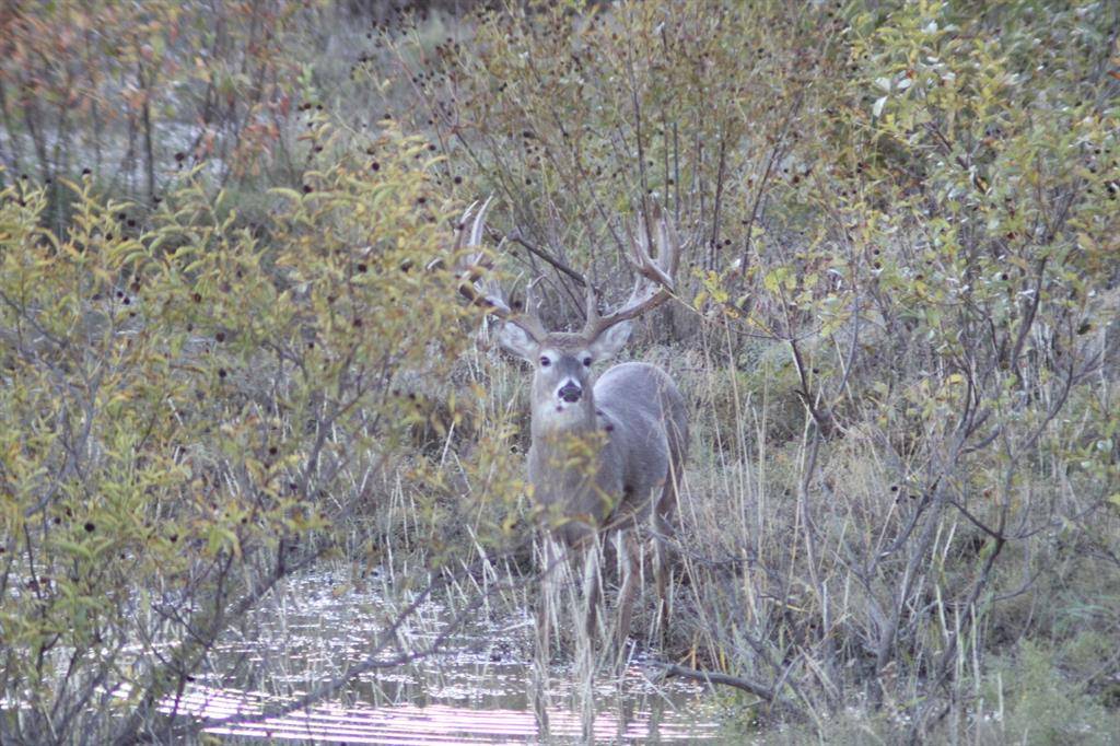 Baird, TX 79504,TBD CR 461