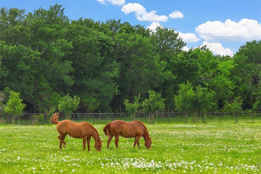 Blue Ridge, TX 75424,11794 County Road 632