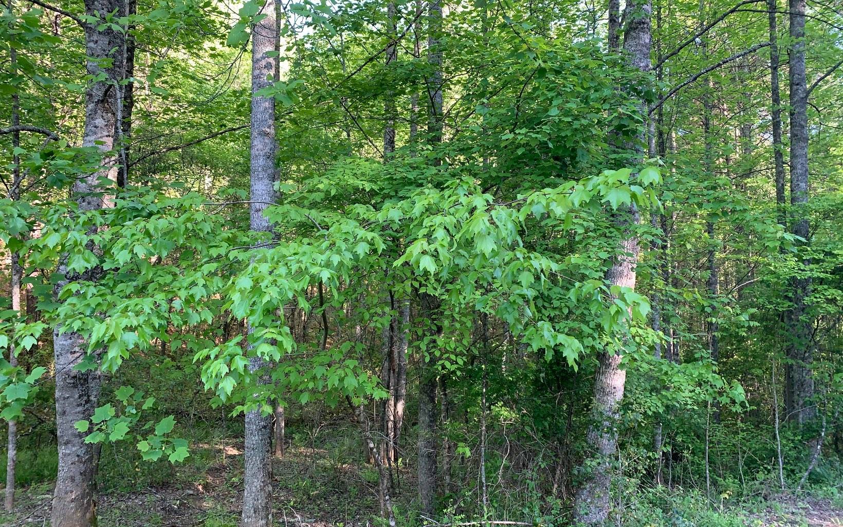 Murphy, NC 28906,LOT # Hunter Valley Road