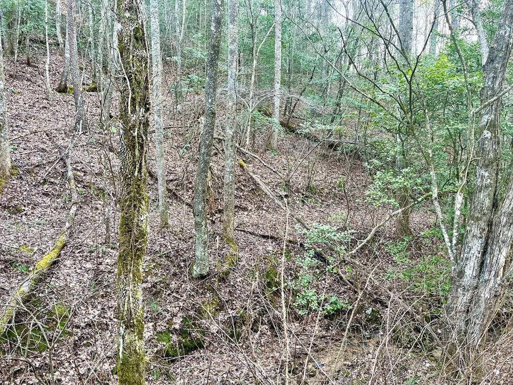 Ellijay, GA 30540,12 ACRE Pleasant Gap Road