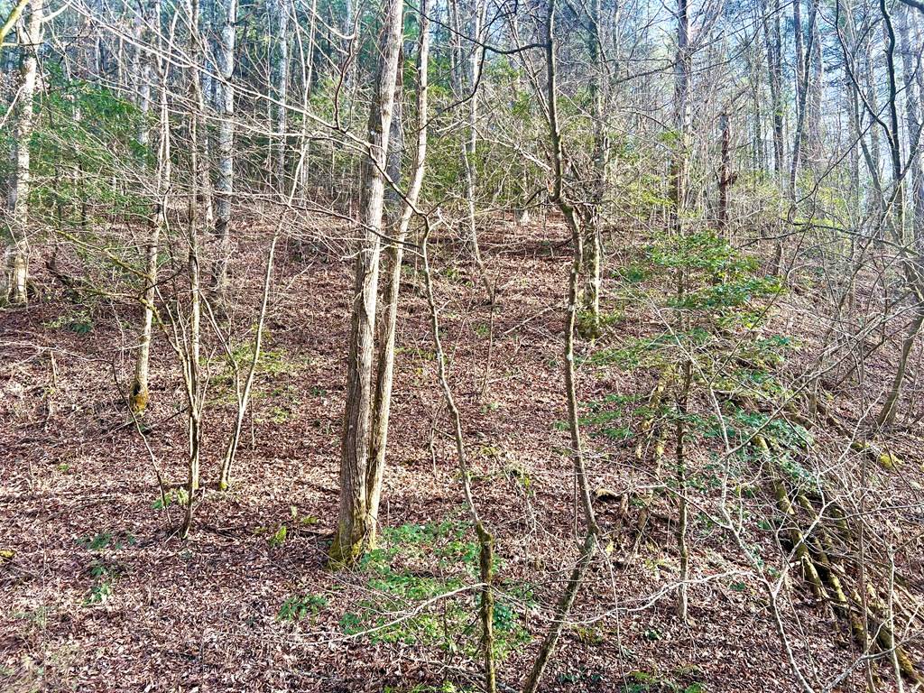 Ellijay, GA 30540,12 ACRE Pleasant Gap Road