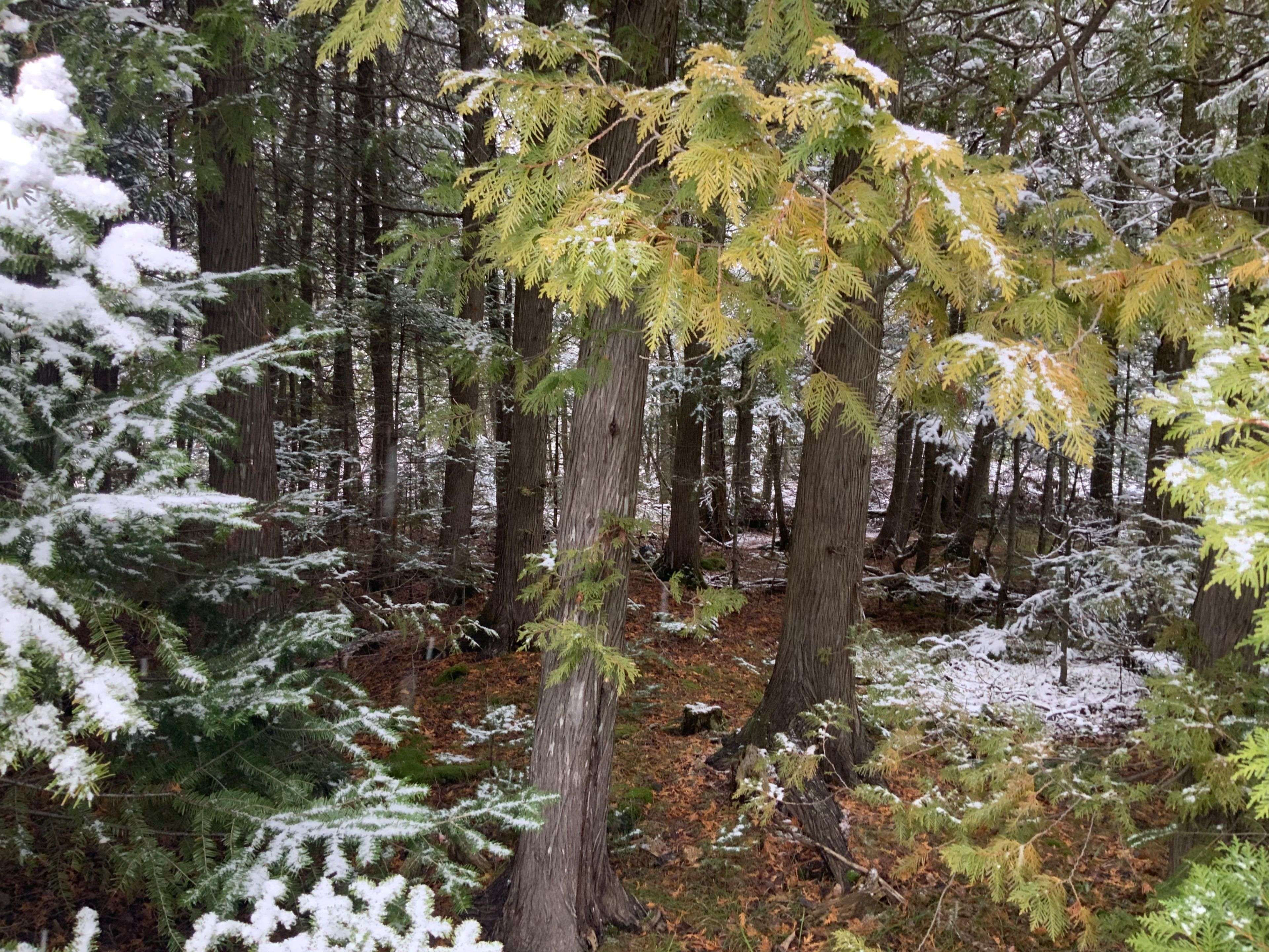 Northern Bruce Peninsula, ON N0H 2R0,LOT 11 Norburn RD